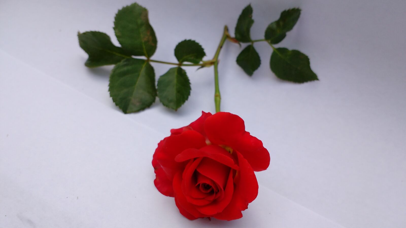 Motorola MotoG3 sample photo. Flowers, red, roses photography