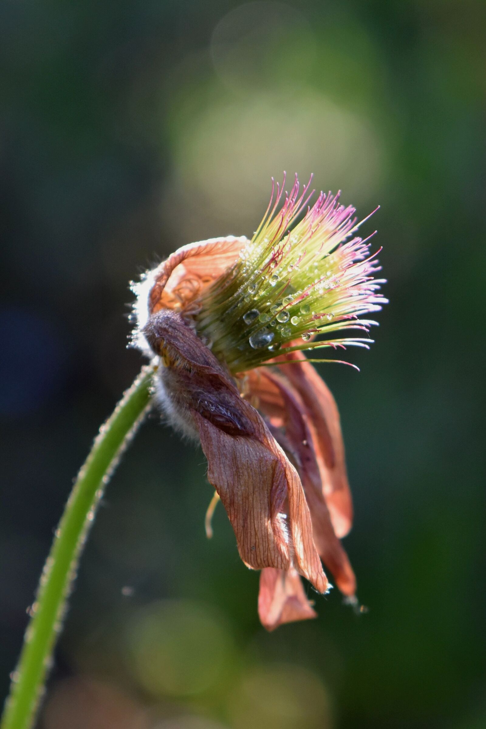 Nikon D5600 sample photo. Withered, flower, blossom photography