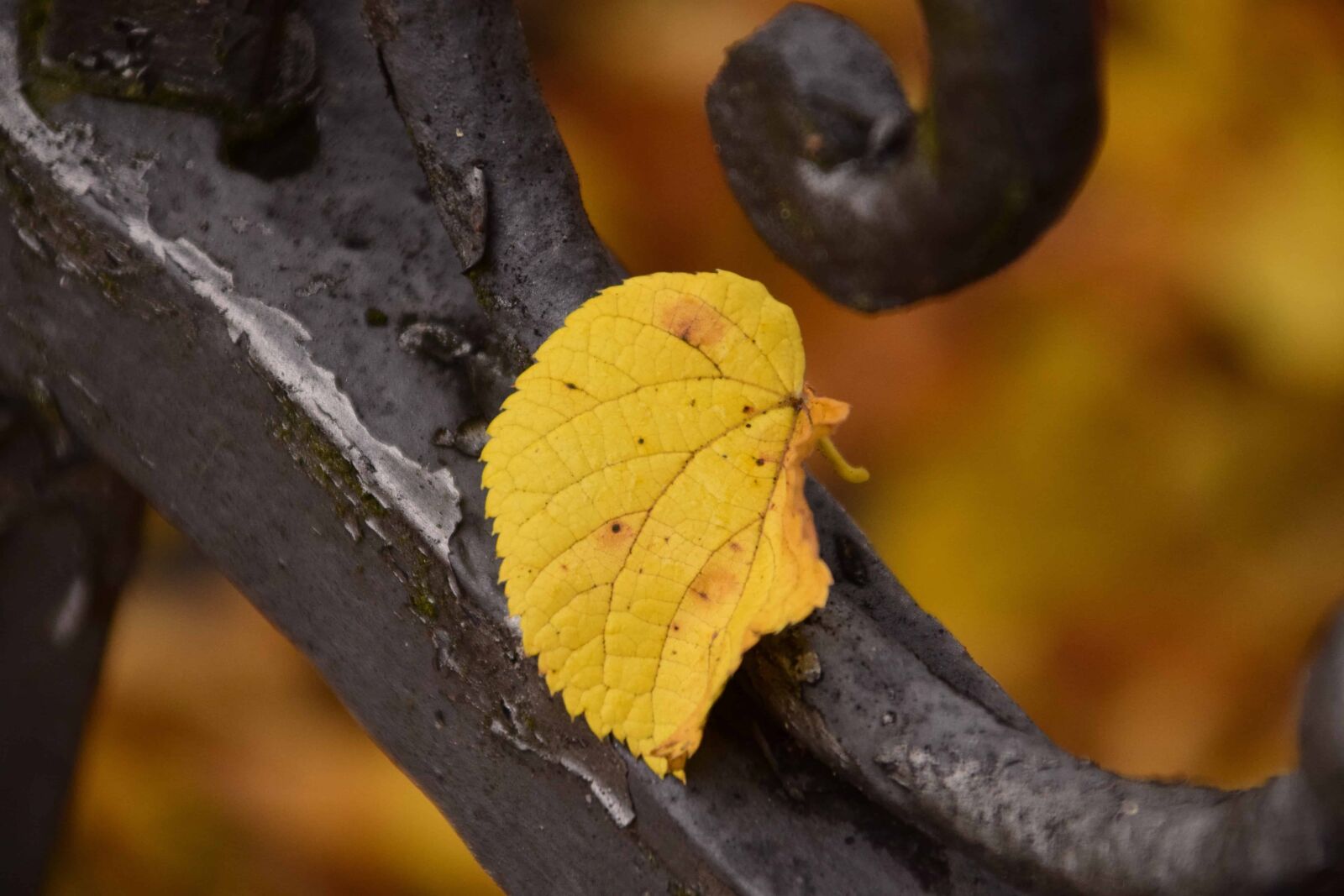 Nikon D3300 sample photo. Wood, leaf, nature, metal photography