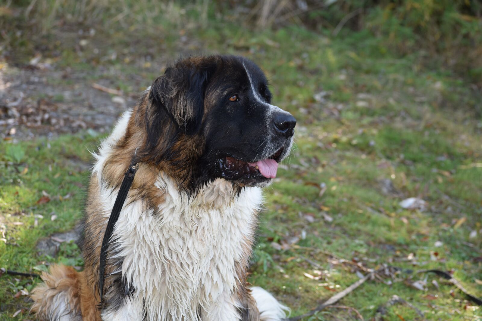 Nikon D5600 sample photo. Dog, big, pet photography