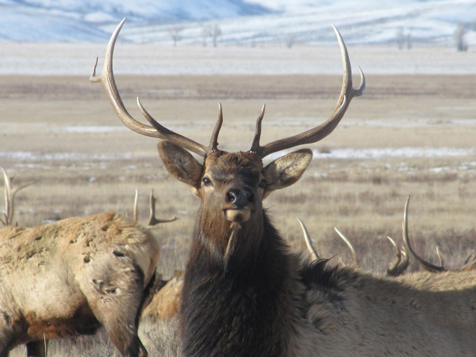 Canon PowerShot SX20 IS sample photo. Male, elk, stands, raises photography