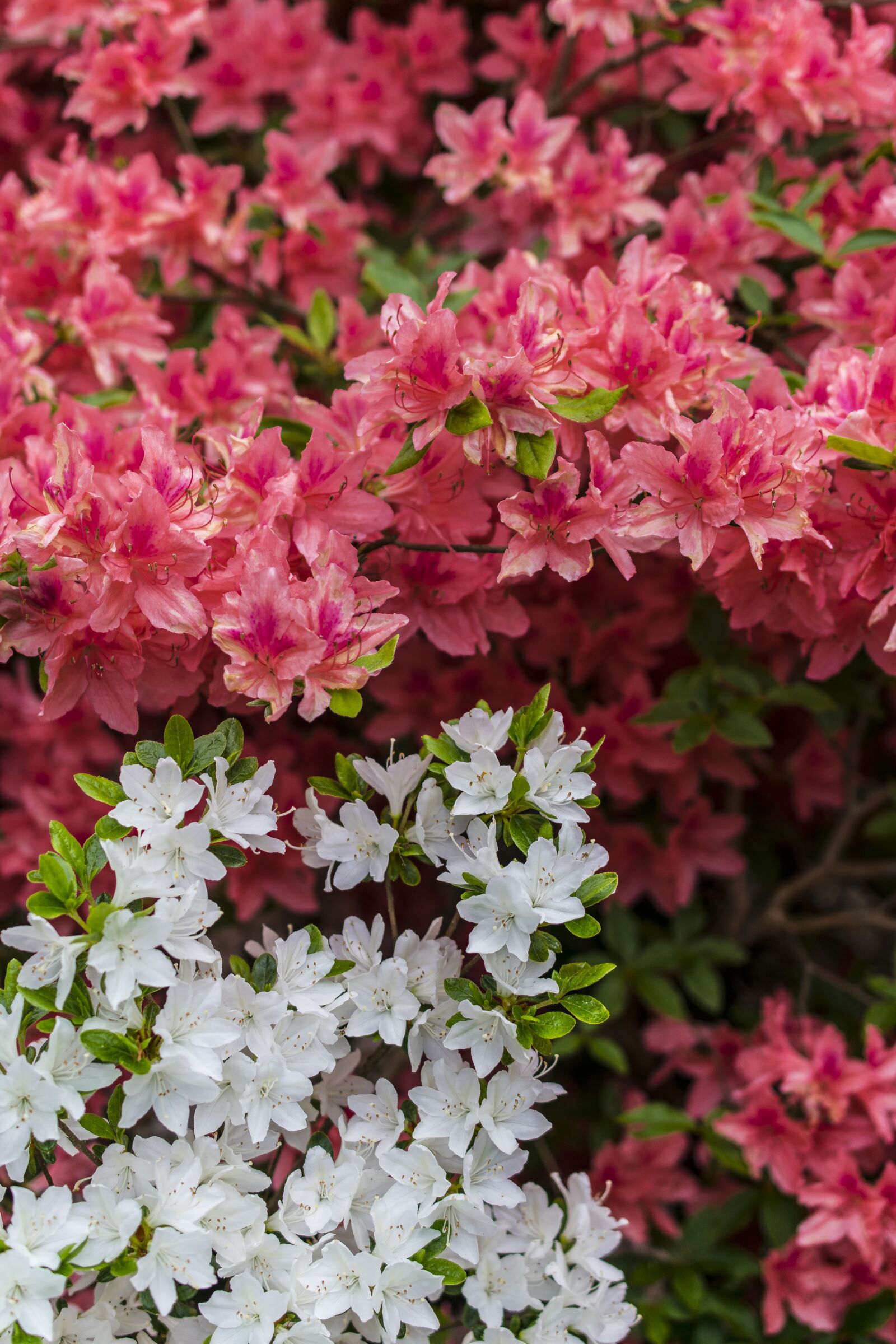 Nikon D5300 sample photo. Flowers, plant, red photography