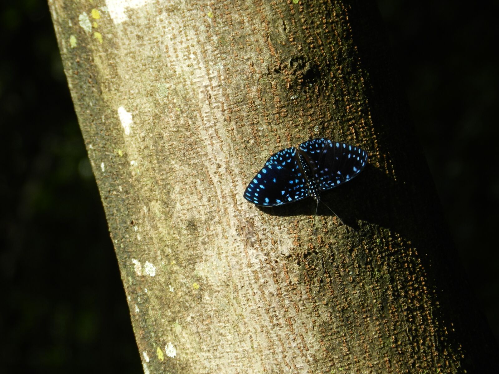 Nikon Coolpix P500 sample photo. Butterfly, blue, colorful butterfly photography