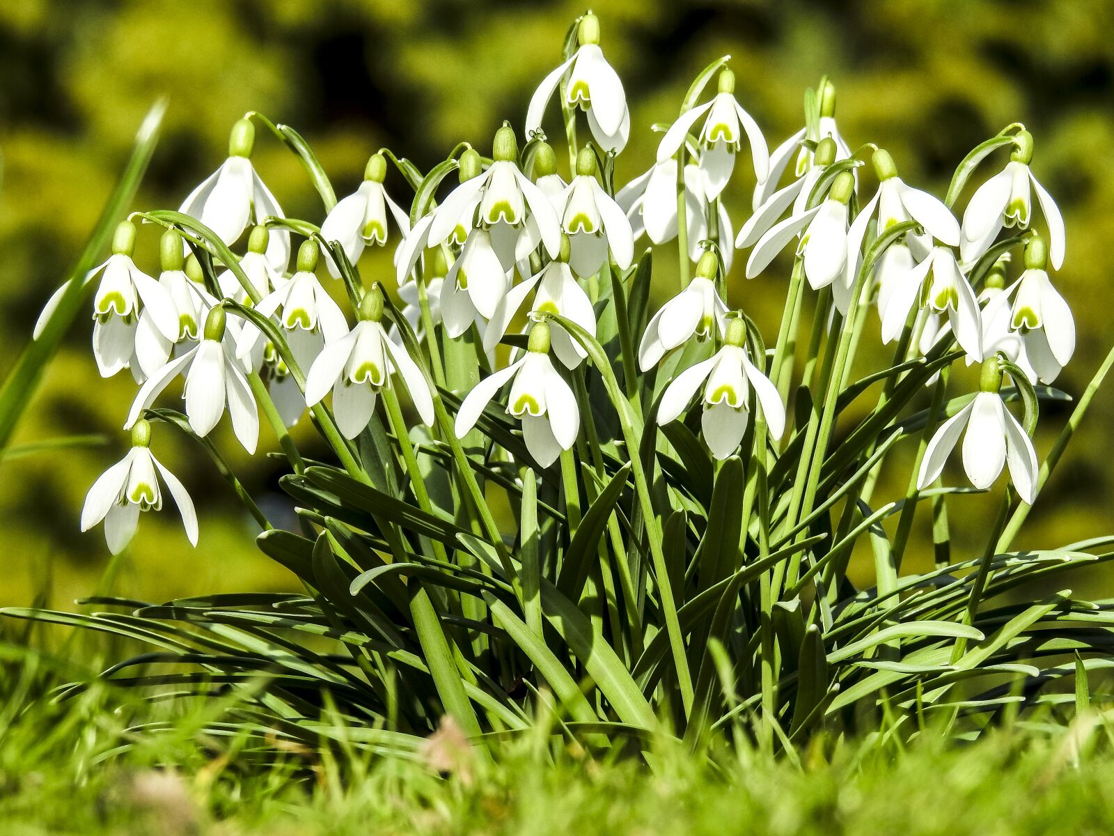 Nikon Coolpix P900 sample photo. Snowdrop, flower, blossom photography