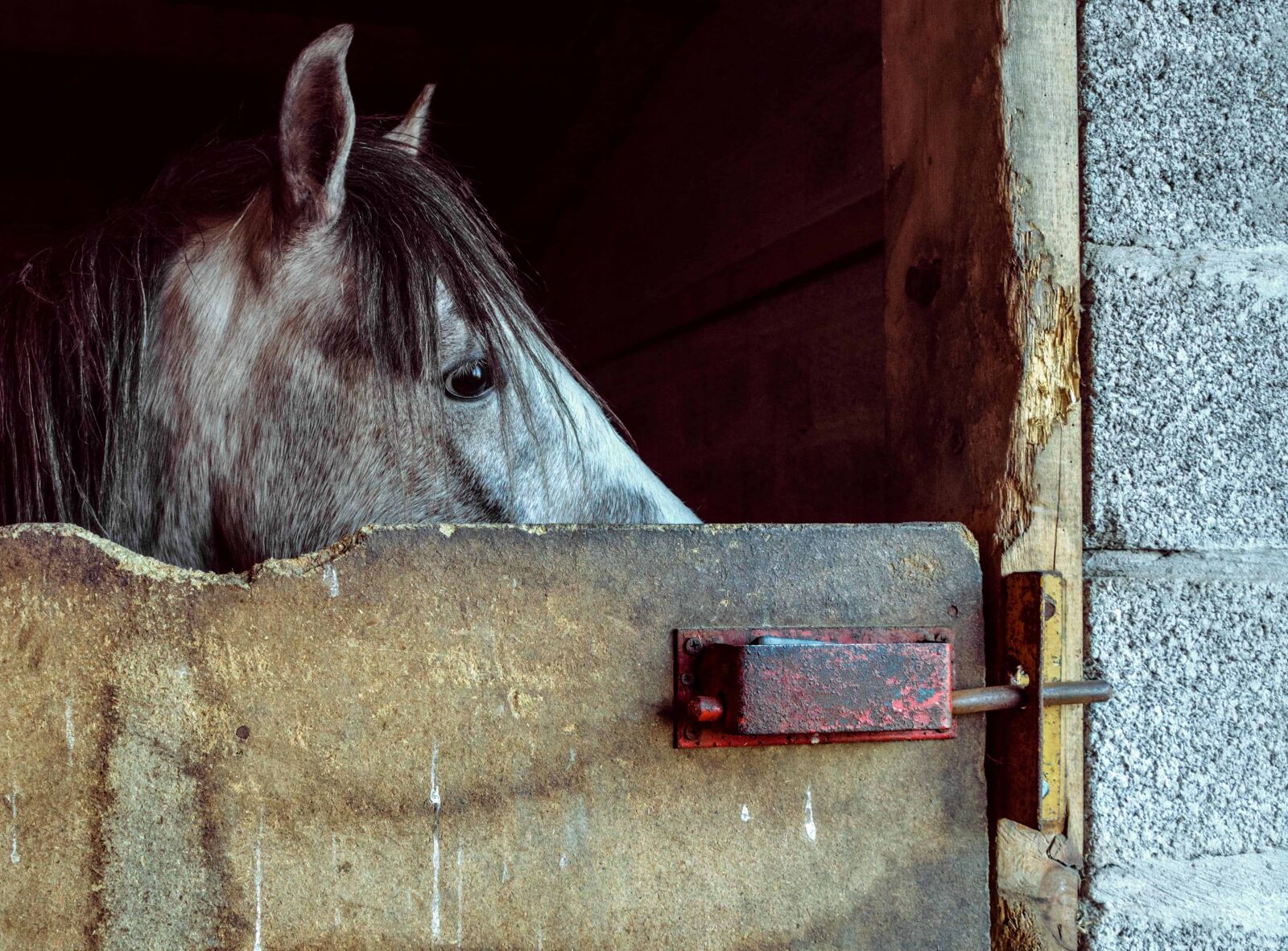 Nikon D500 sample photo. Cavalry, animal, horse, wood photography