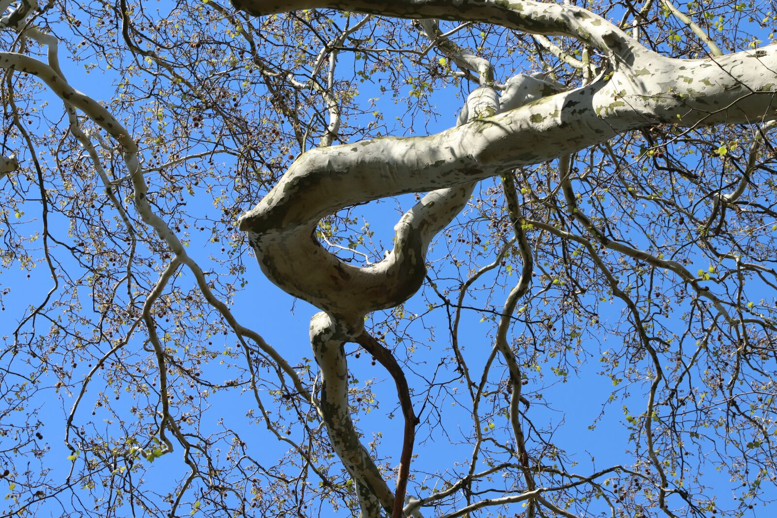 Canon EOS 800D (EOS Rebel T7i / EOS Kiss X9i) sample photo. Sycamore, tree, branches photography