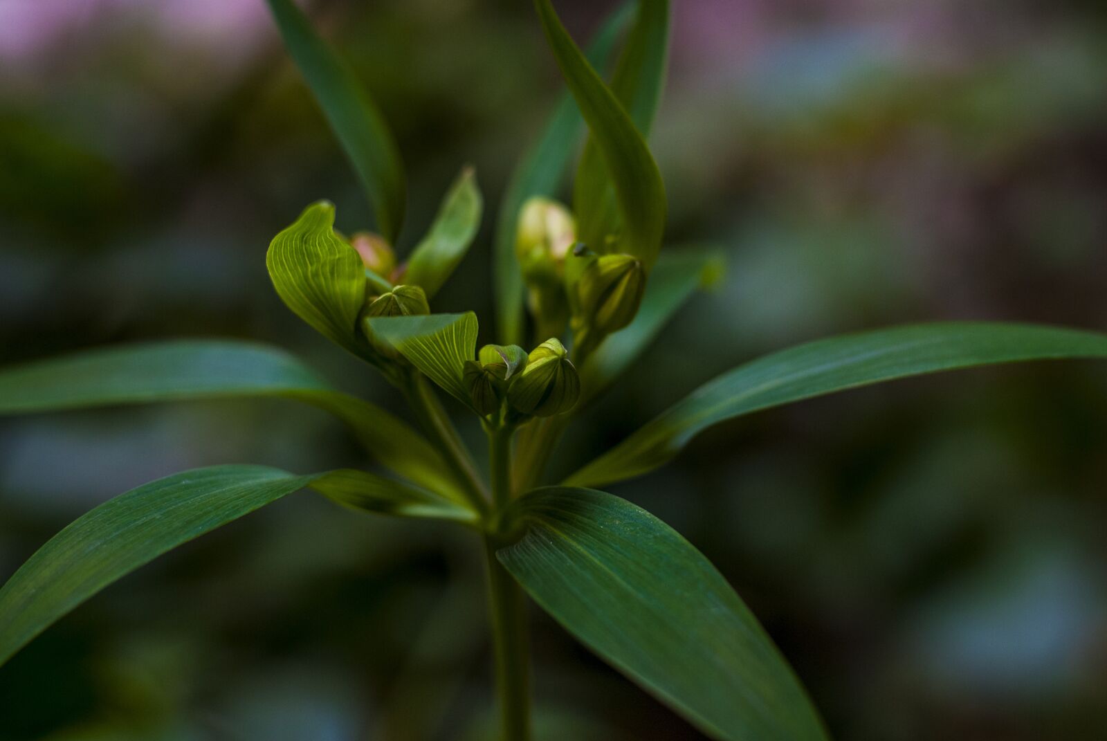 Nikon D60 sample photo. Plant, leaves, branch photography