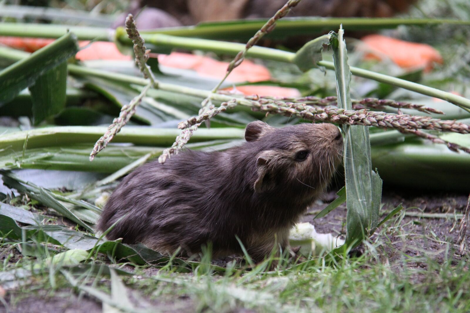 Canon EOS 50D sample photo. Sea pig, guinea pig photography