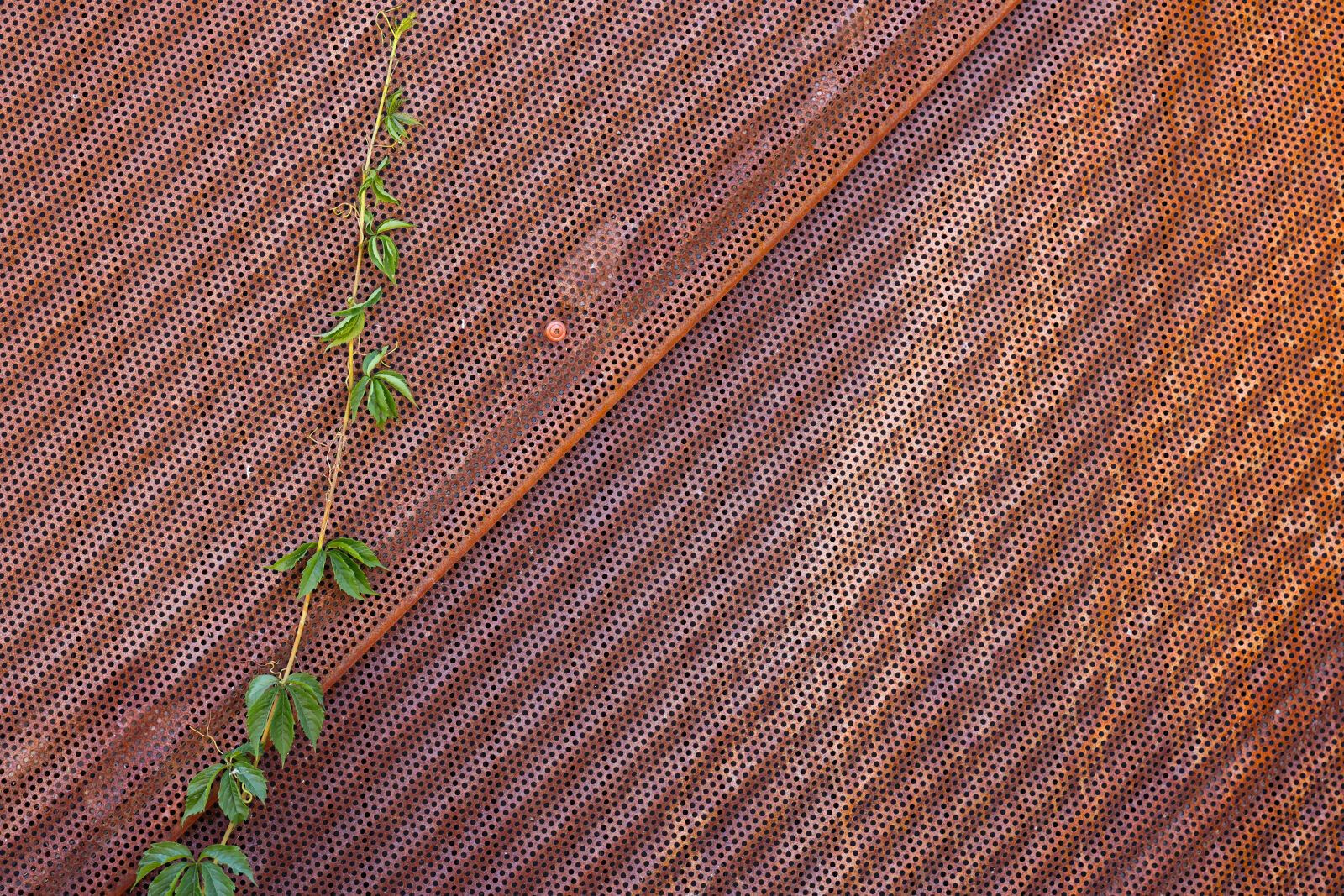 Canon EOS R5 + Canon RF 100mm F2.8L Macro IS USM sample photo. Plant on metal photography