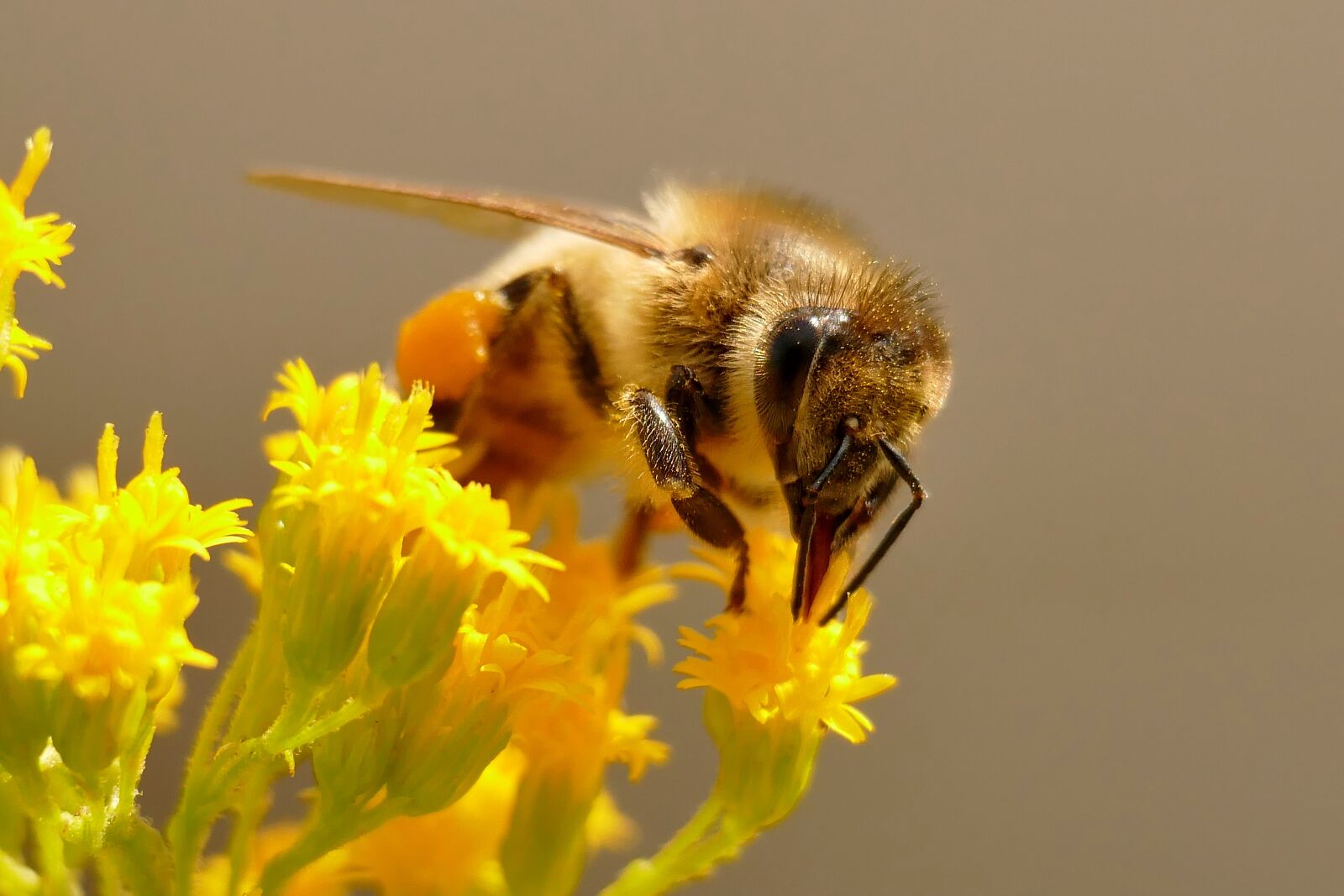 Panasonic Lumix DMC-FZ1000 sample photo. Bee, flowers, insect photography