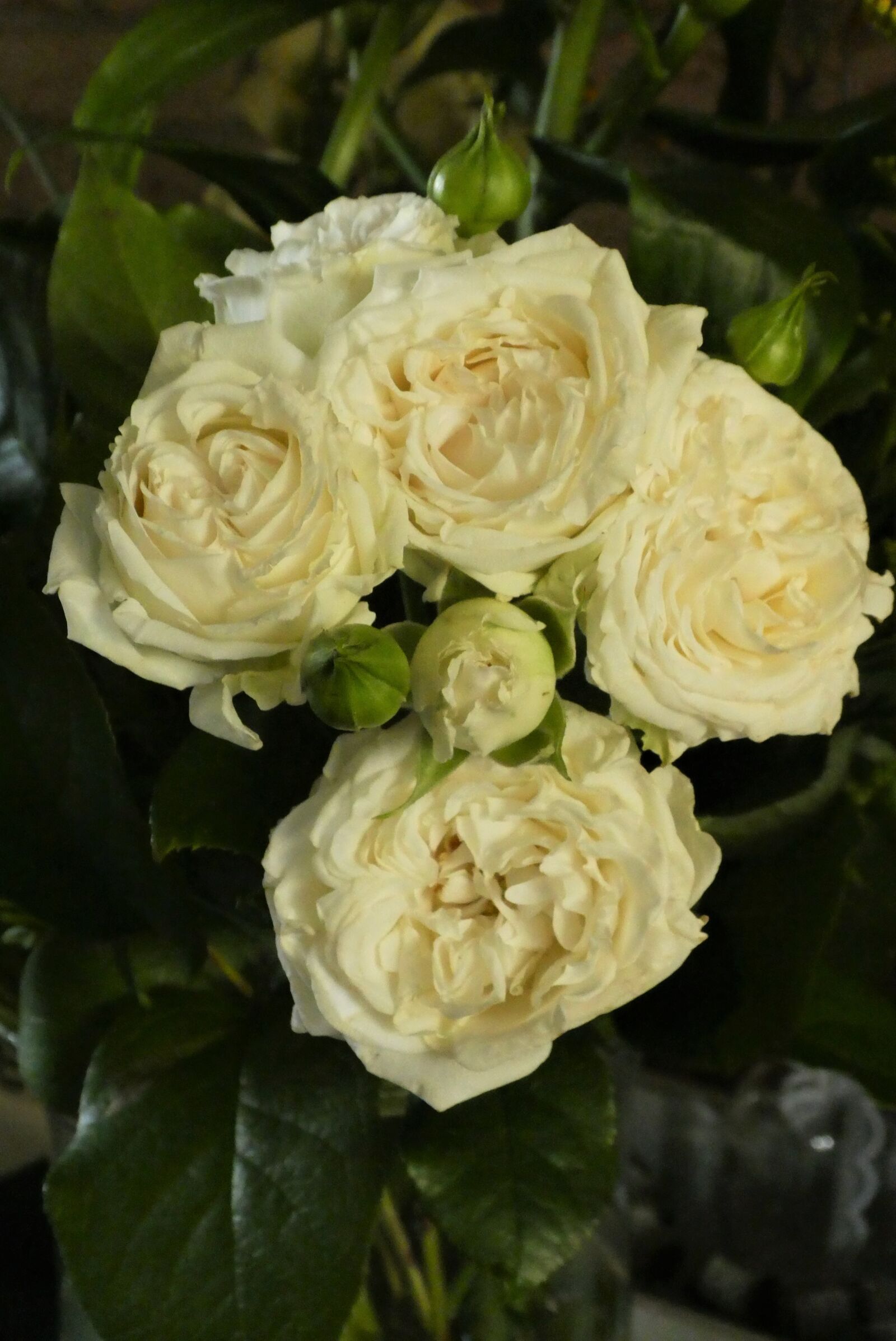 Panasonic Lumix DC-ZS70 (Lumix DC-TZ90) sample photo. Roses, white, rose photography