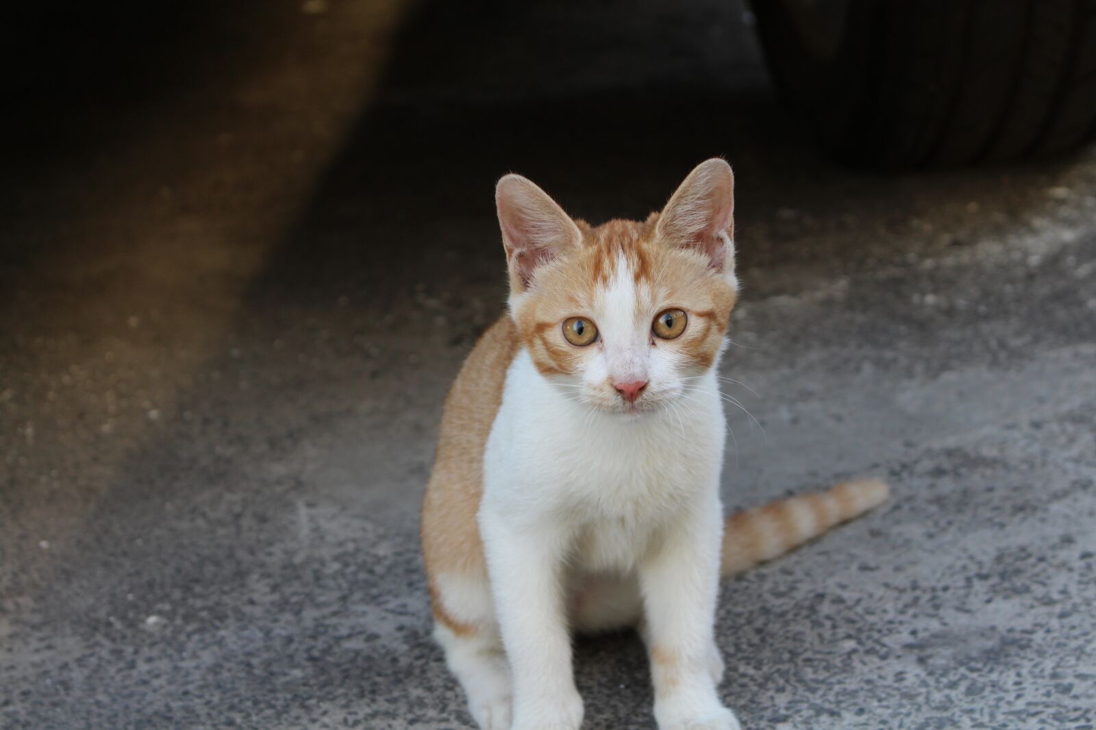 Canon EOS 700D (EOS Rebel T5i / EOS Kiss X7i) sample photo. Animal, kitten, cute photography
