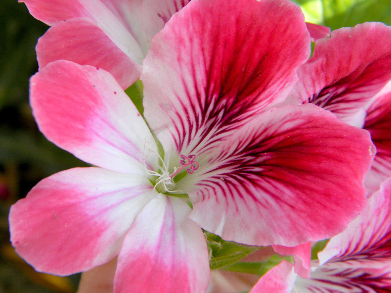 Nikon Coolpix L110 sample photo. Flower, flowers, nature, pink photography