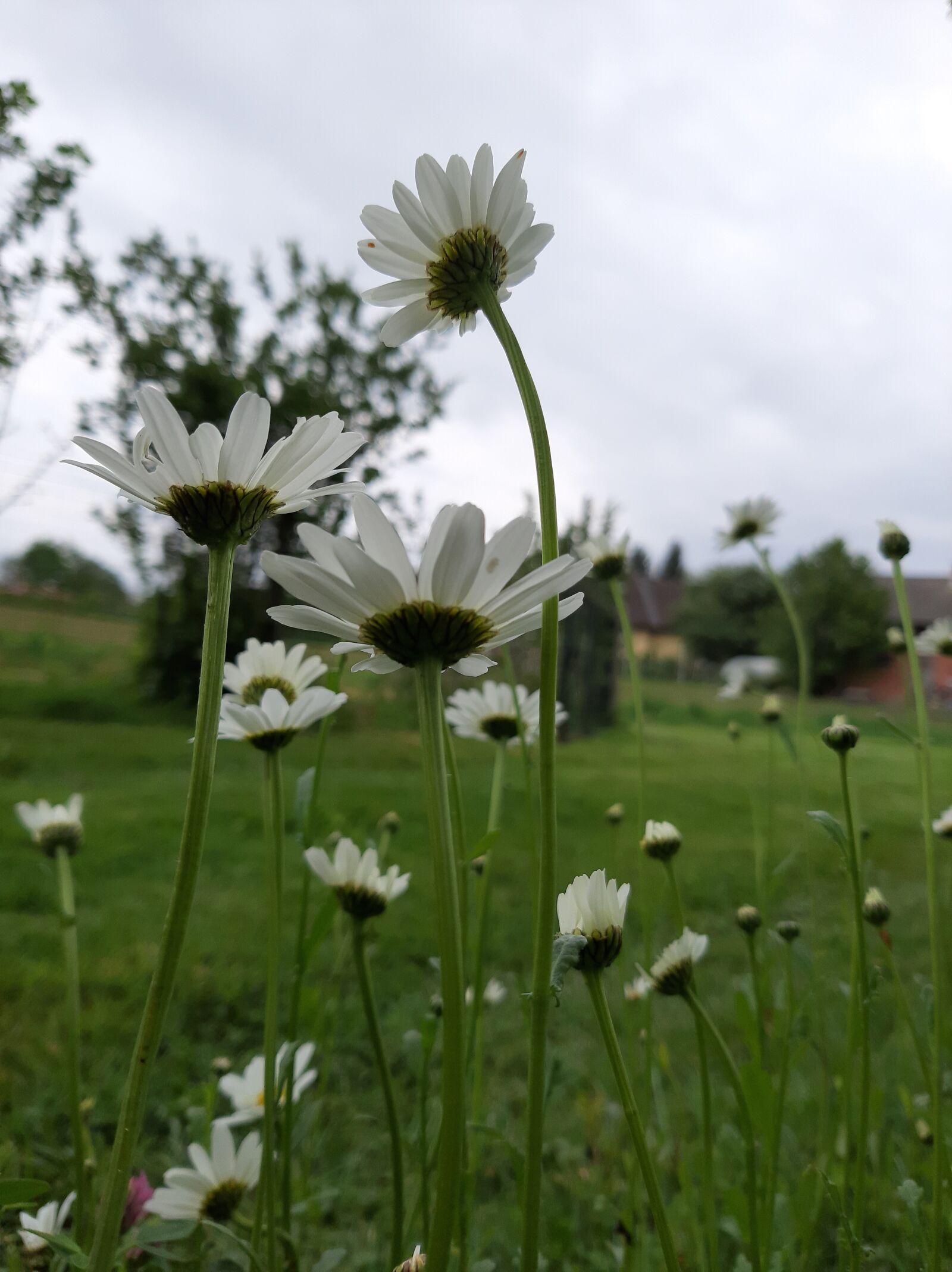 Samsung Galaxy A50 sample photo. Daisy, white, flowers photography