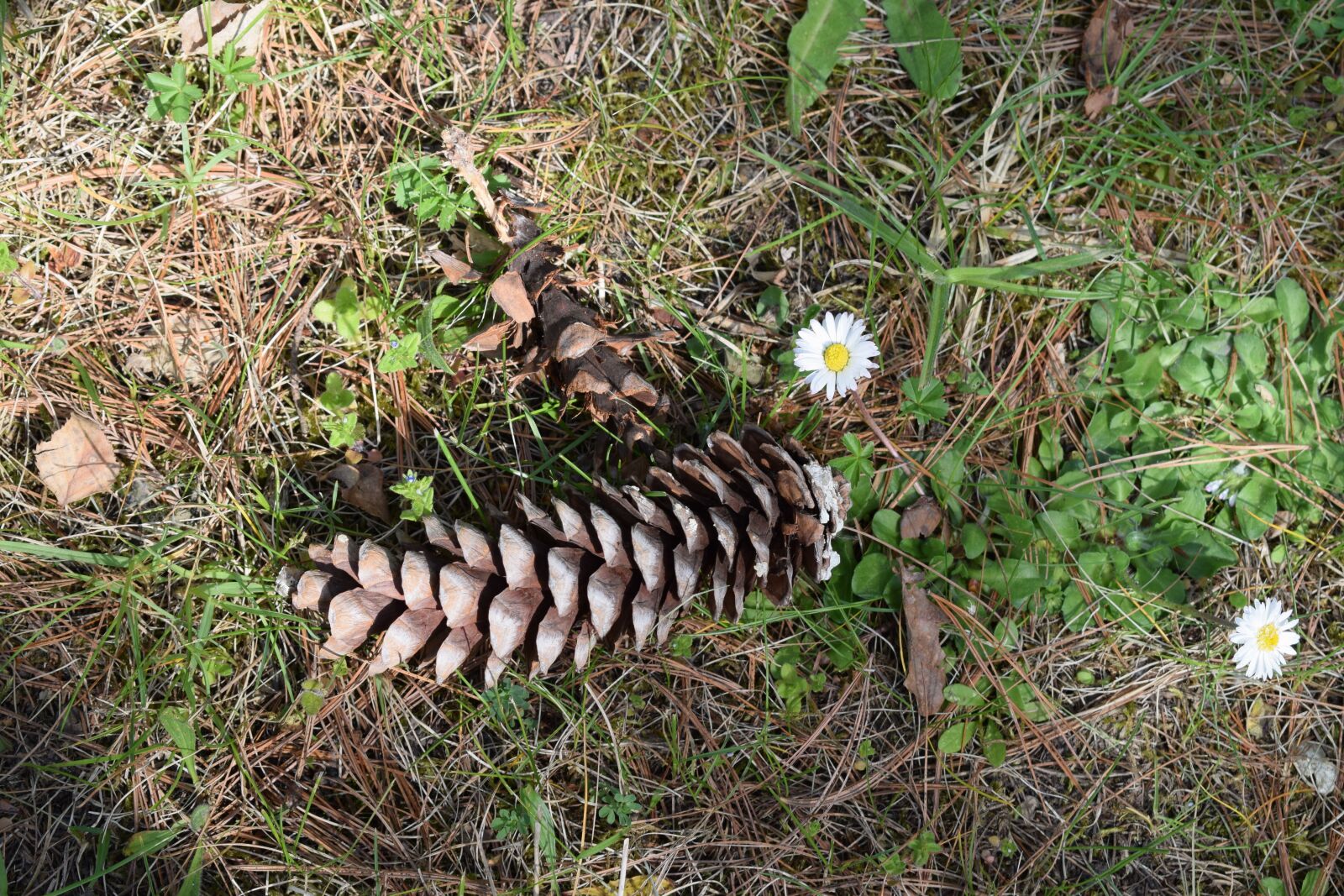 Nikon D5300 sample photo. Cone, flower, undergrowth photography