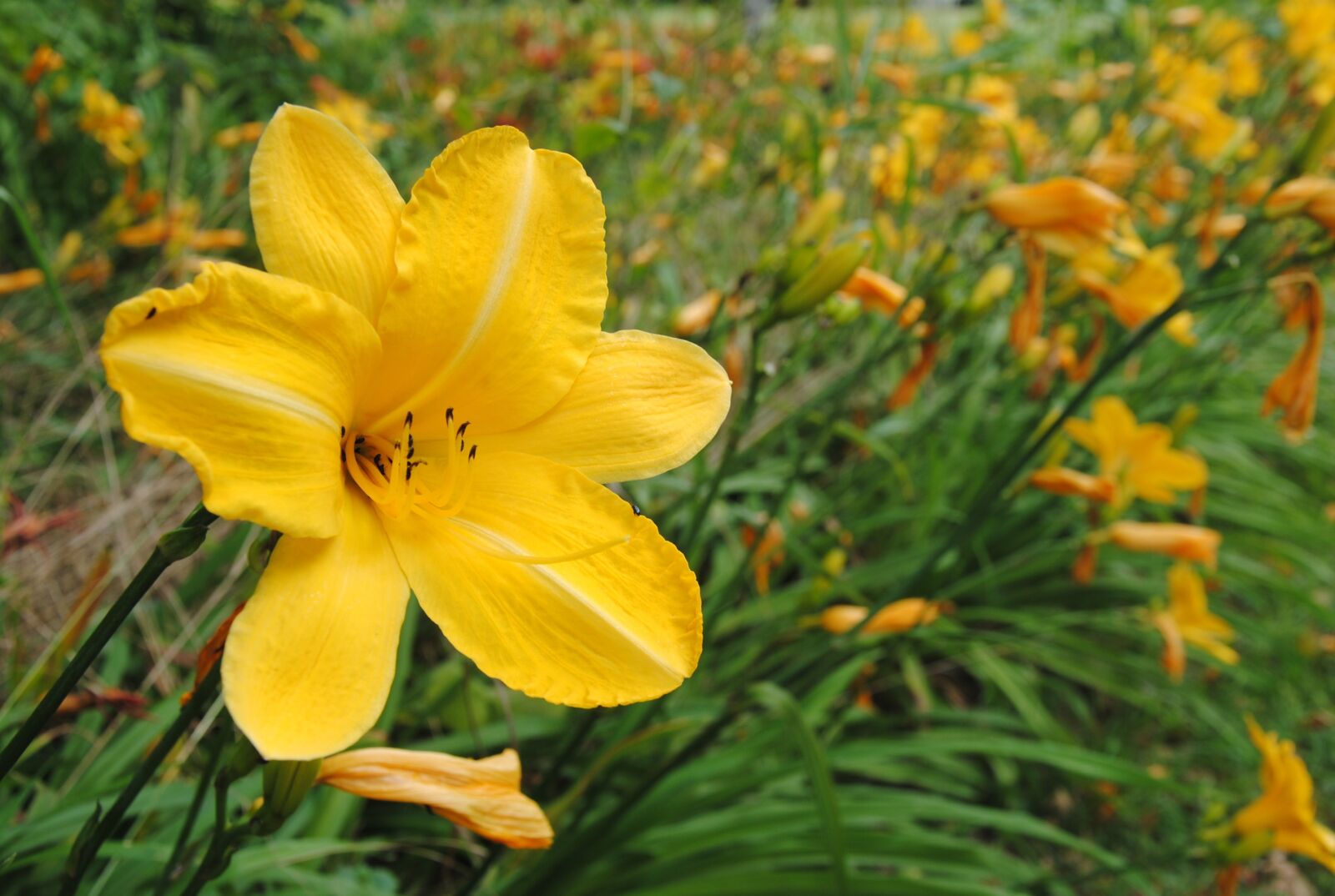 Nikon D3000 sample photo. Nature, flower, plant photography