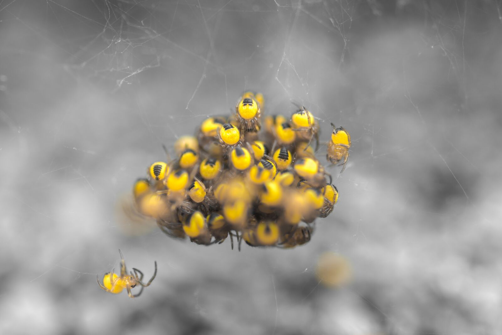 Nikon D600 sample photo. Spider, babies, group photography