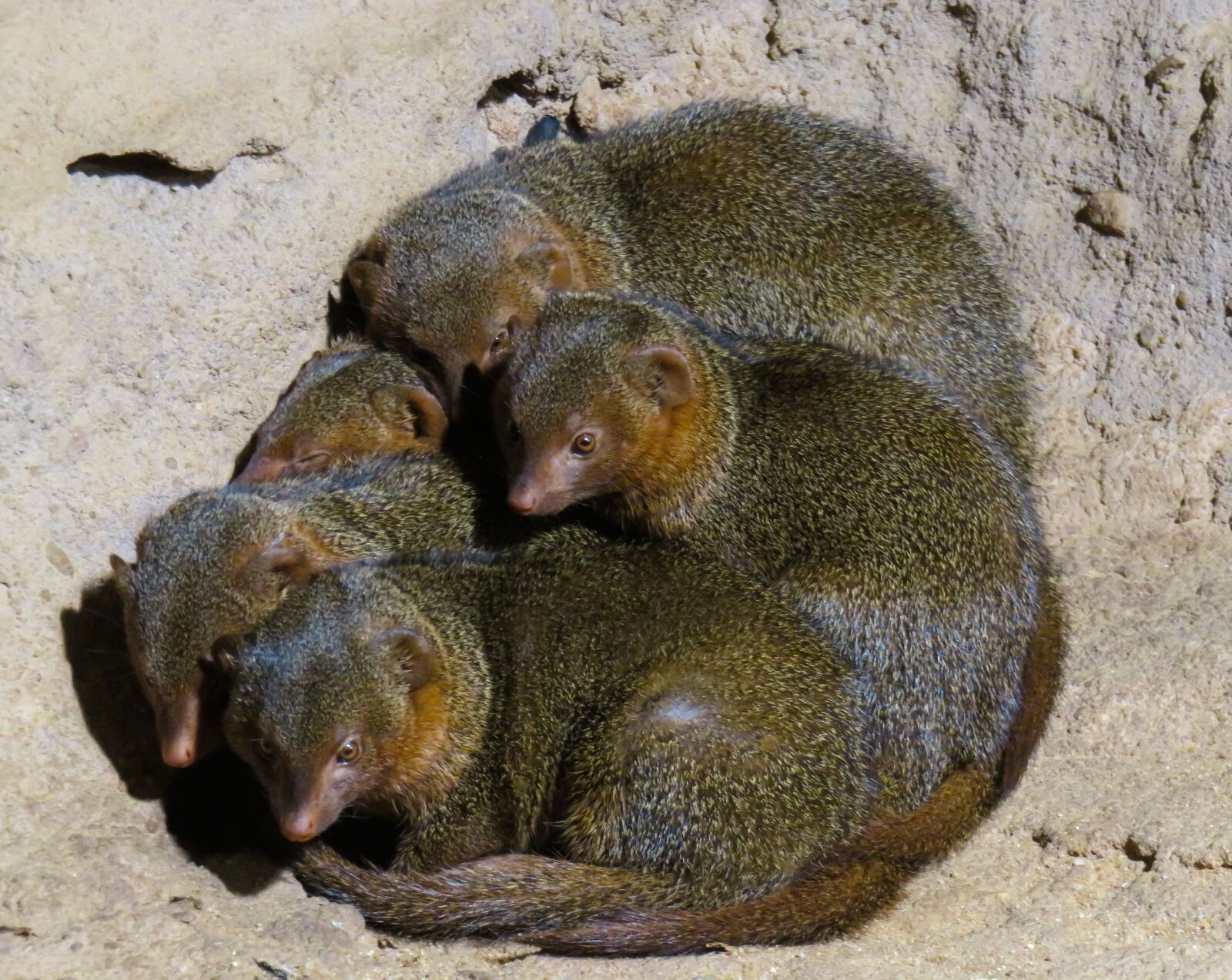 Canon PowerShot SX710 HS sample photo. Animals, animal world, mongoose photography