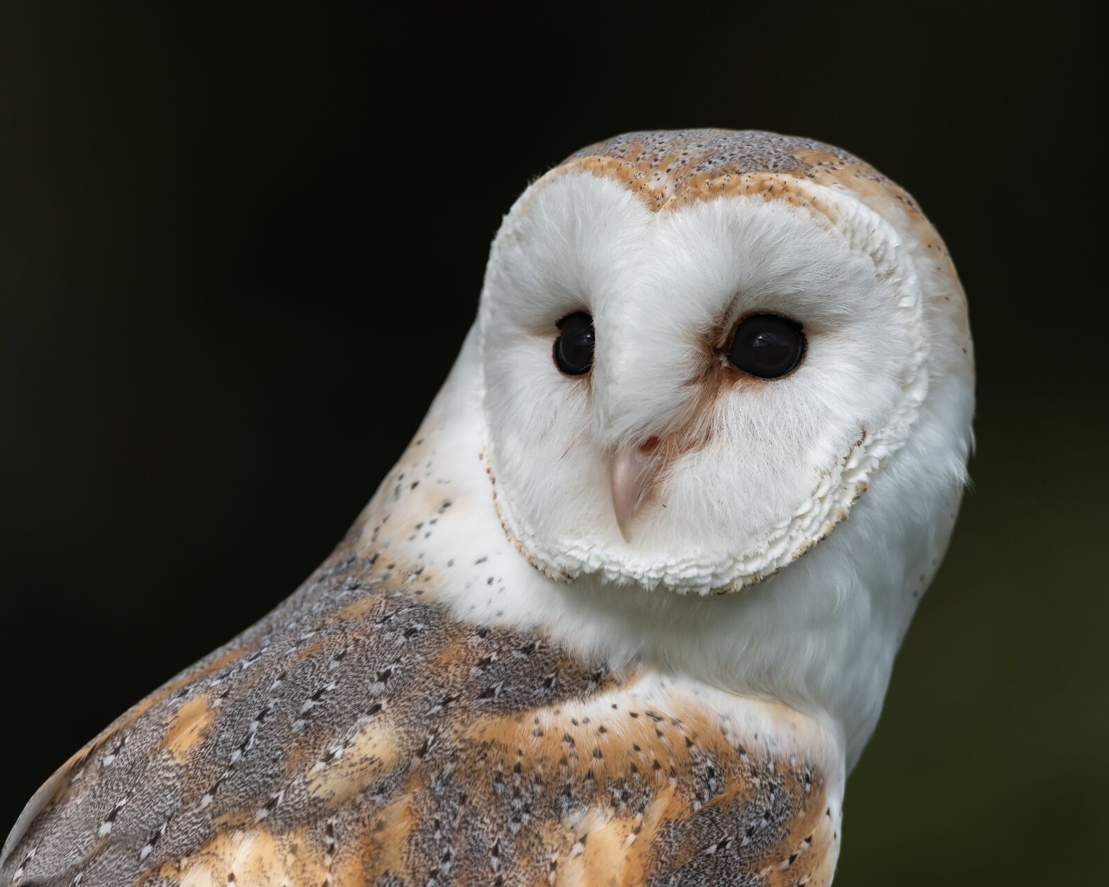 Nikon D810 sample photo. Barn owl, bird, portrait photography