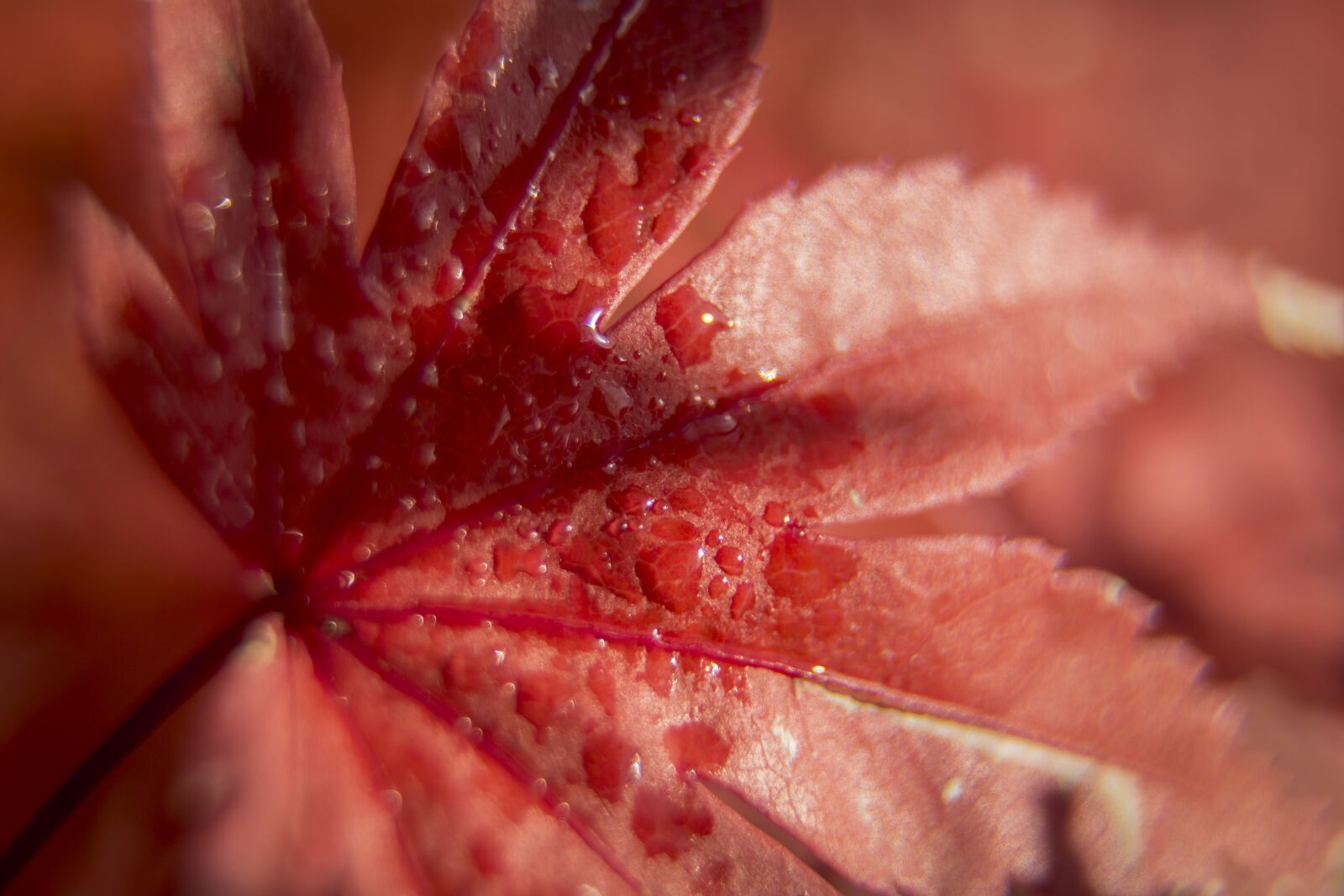 Sony a6000 + Sony E PZ 18-105mm F4 G OSS sample photo. Red, leaf, dew photography