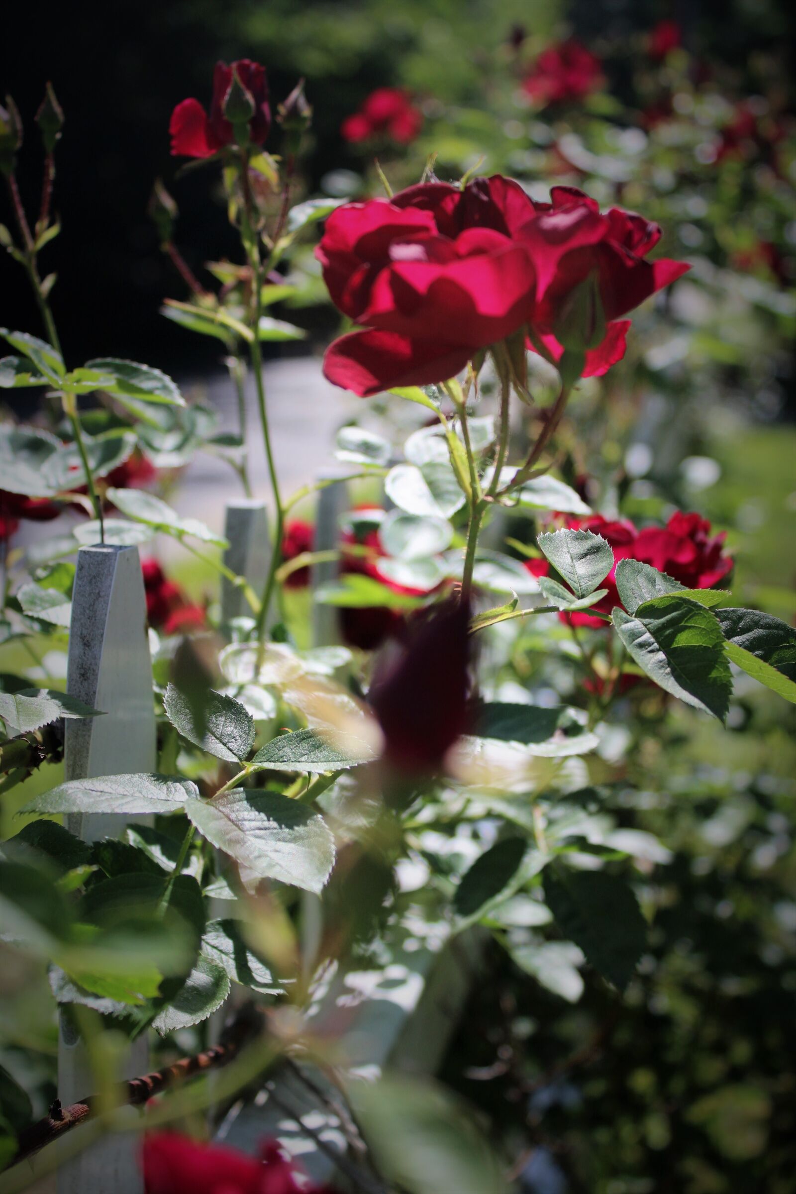 Canon EOS 1200D (EOS Rebel T5 / EOS Kiss X70 / EOS Hi) sample photo. Red, roses photography