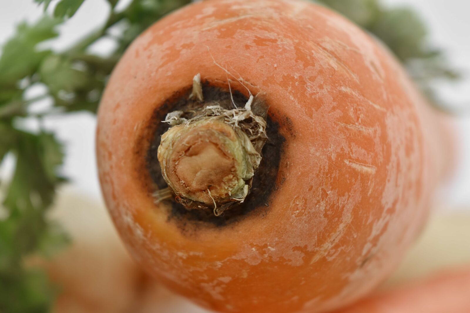 Nikon D5500 sample photo. Carrot, close-up, root, healthy photography