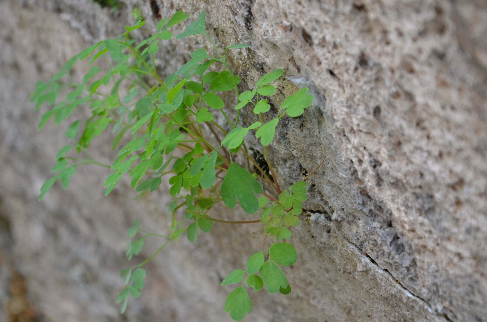 Nikon D5100 sample photo. Wall, plant, nature photography