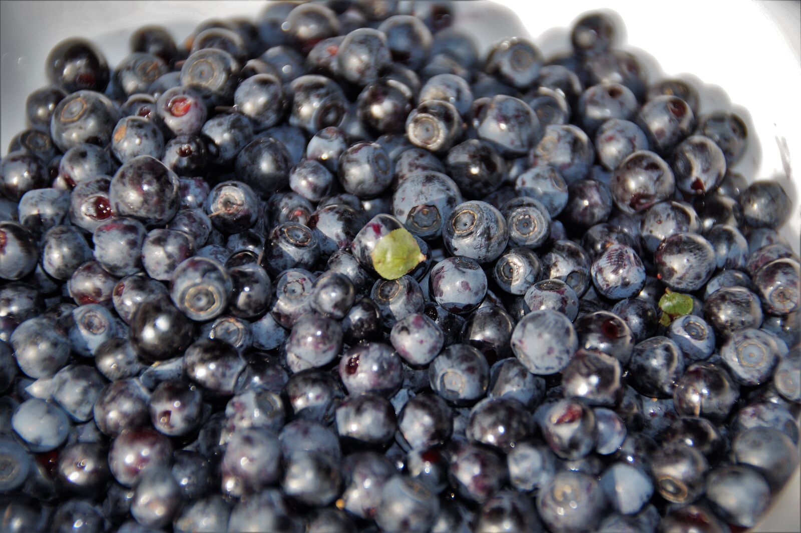 Sony SLT-A58 sample photo. Blueberries, forest, fruits photography