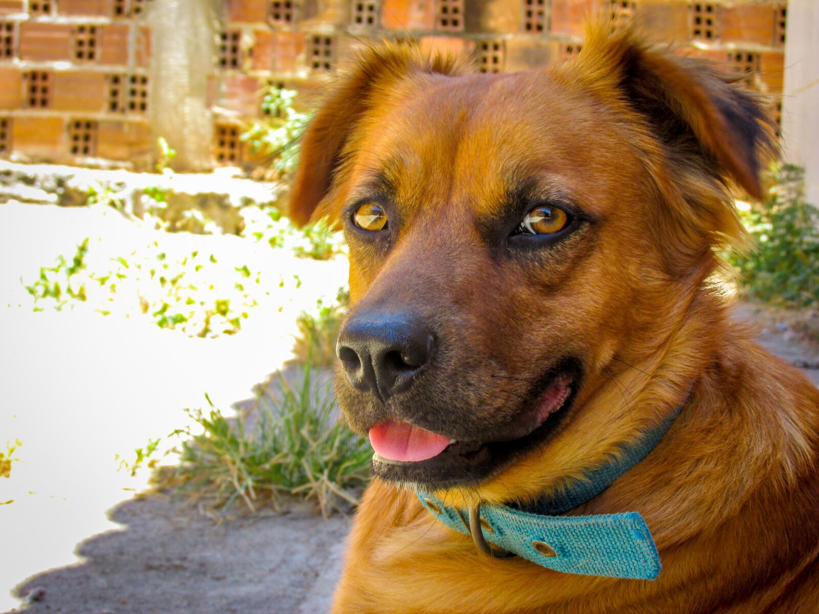Canon PowerShot SX170 IS sample photo. Dog, animal, animals photography