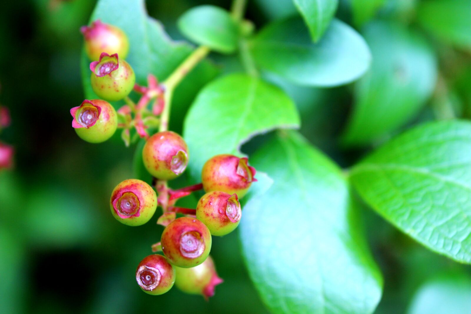 Canon EOS 600D (Rebel EOS T3i / EOS Kiss X5) sample photo. Blueberries, berries, unripe berries photography