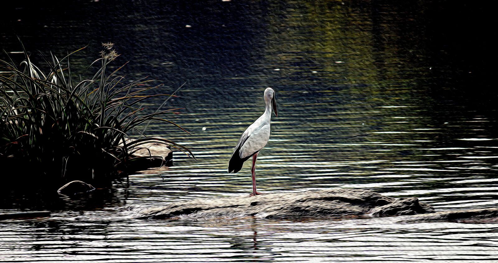 Canon EOS 500D (EOS Rebel T1i / EOS Kiss X3) sample photo. Open billed stork, wildlife photography