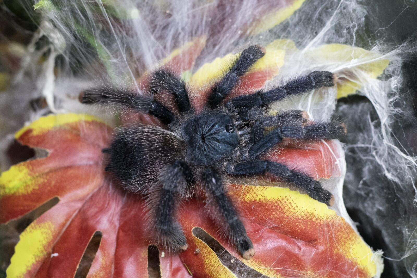 Canon EF 50mm F1.8 II sample photo. Spider, tarantula, insect photography