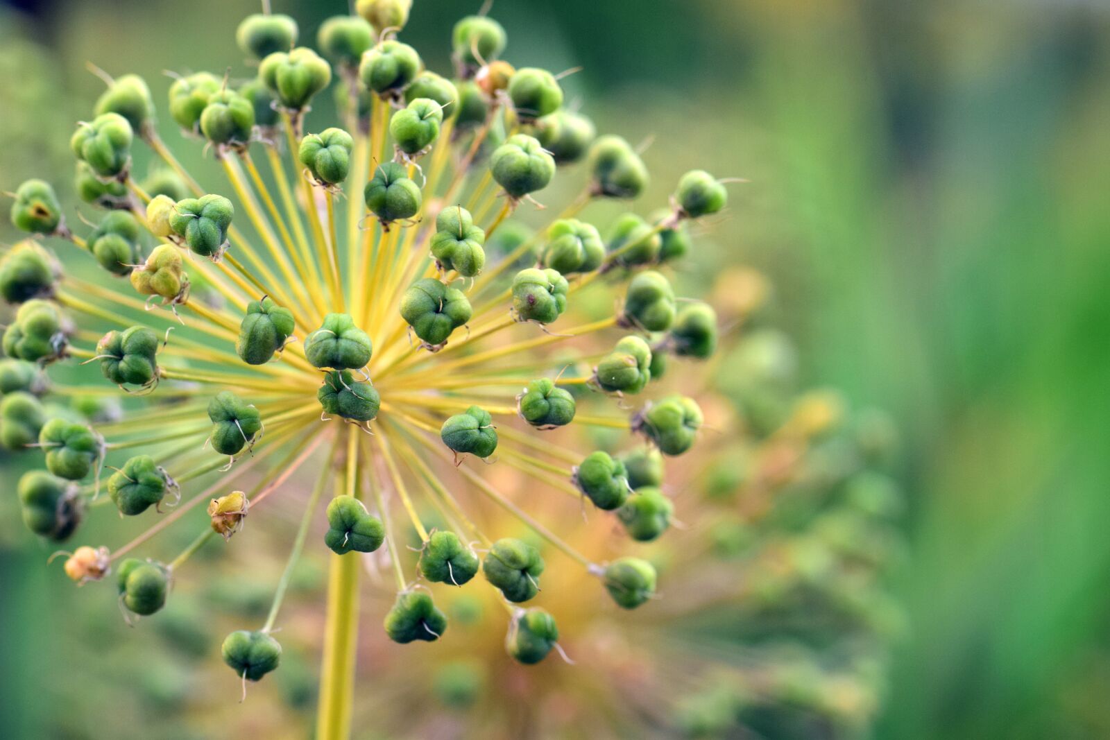 Nikon D3300 sample photo. Leek, ornamental onion, giant photography