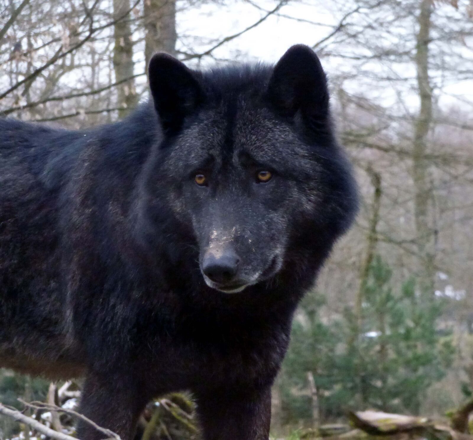 Panasonic DMC-FZ72 sample photo. Mammal, black wolf, fauna photography