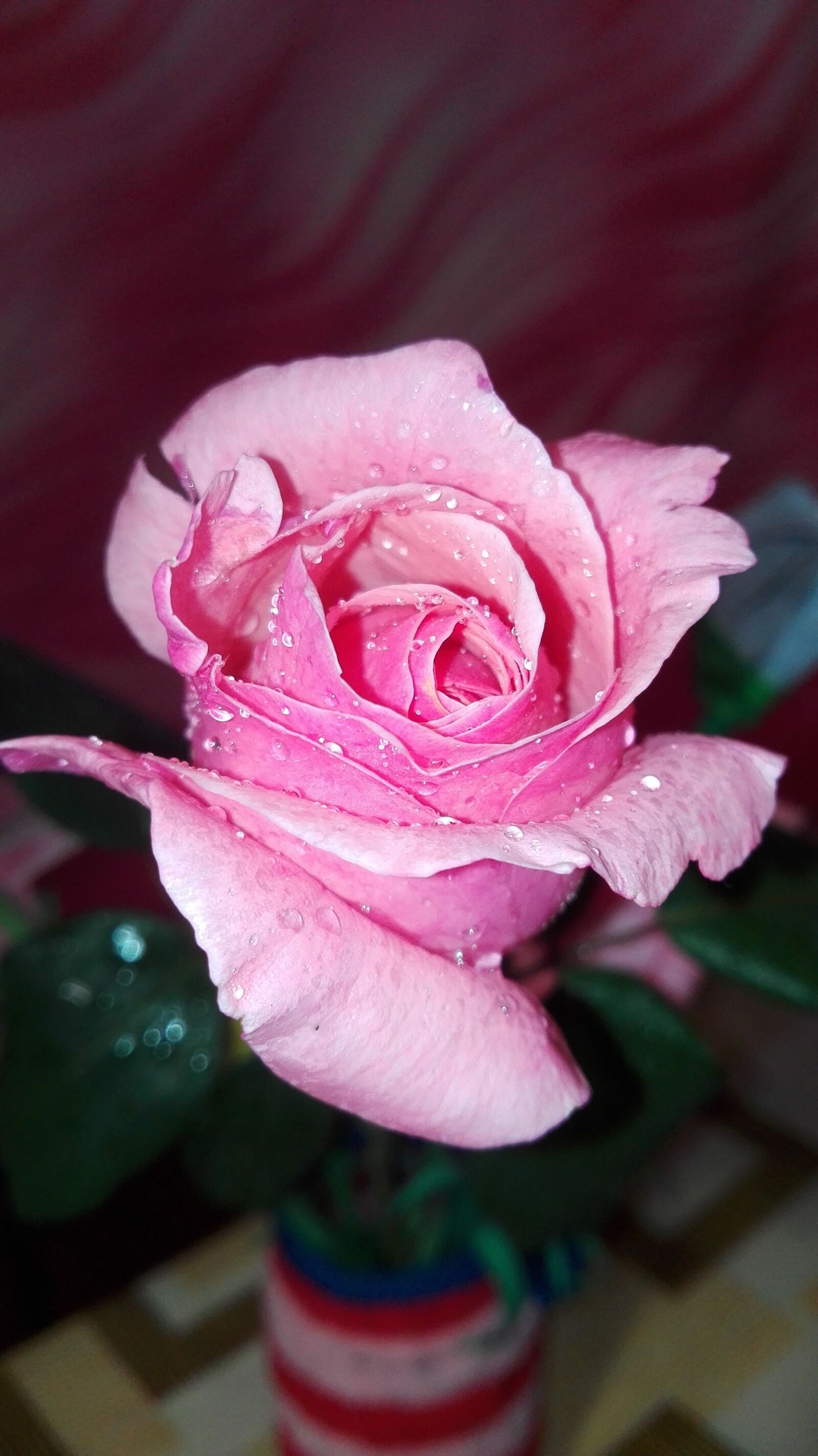 HUAWEI P8 Lite sample photo. Flower, nature, flora photography