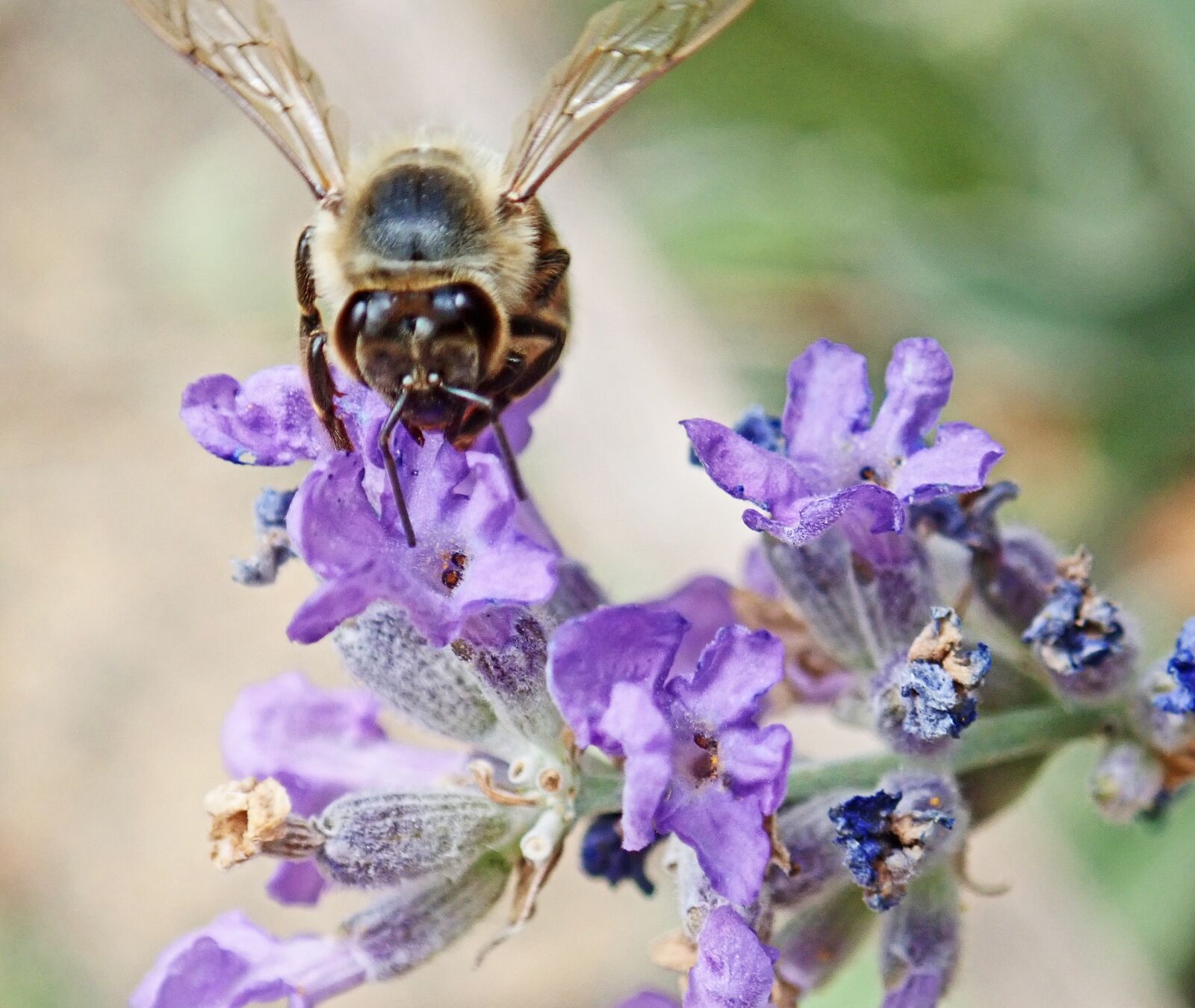 Olympus TG-5 sample photo. Insect, bee, nectar photography