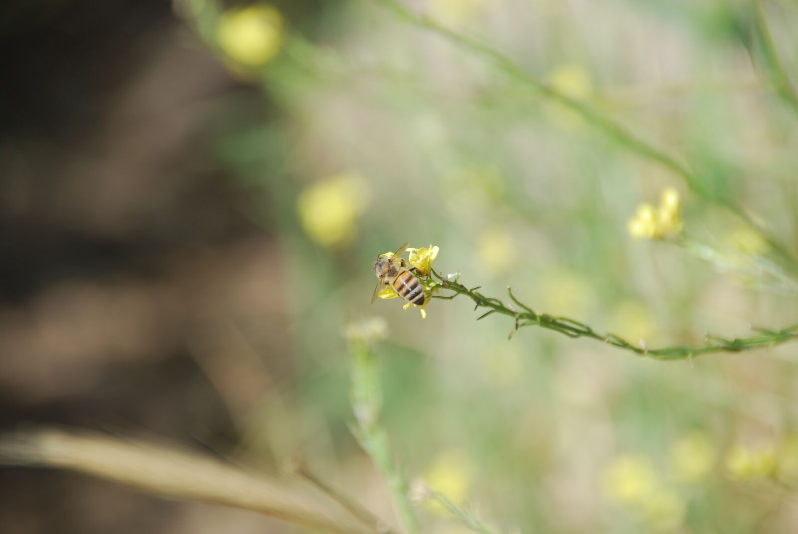 Nikon D80 sample photo. Bee, flower, nature photography