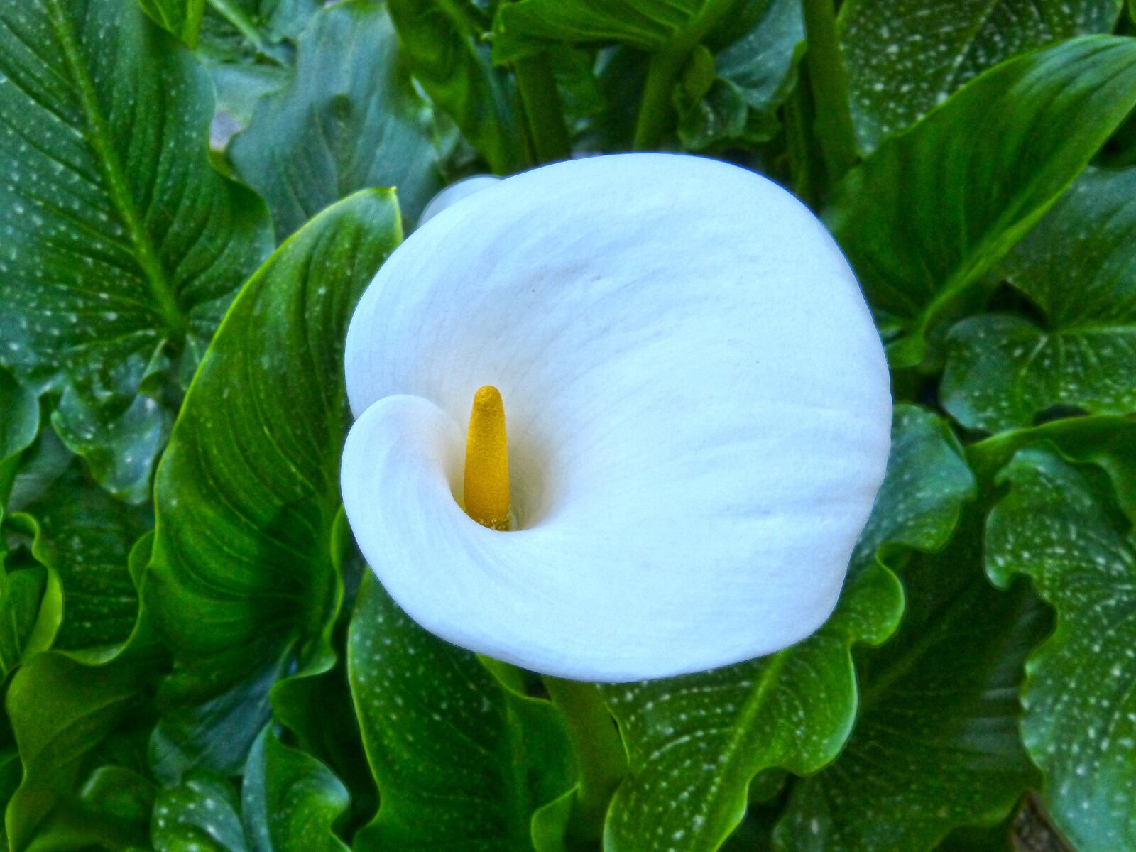 Panasonic DMC-FZ62 sample photo. White lily, overhead view photography