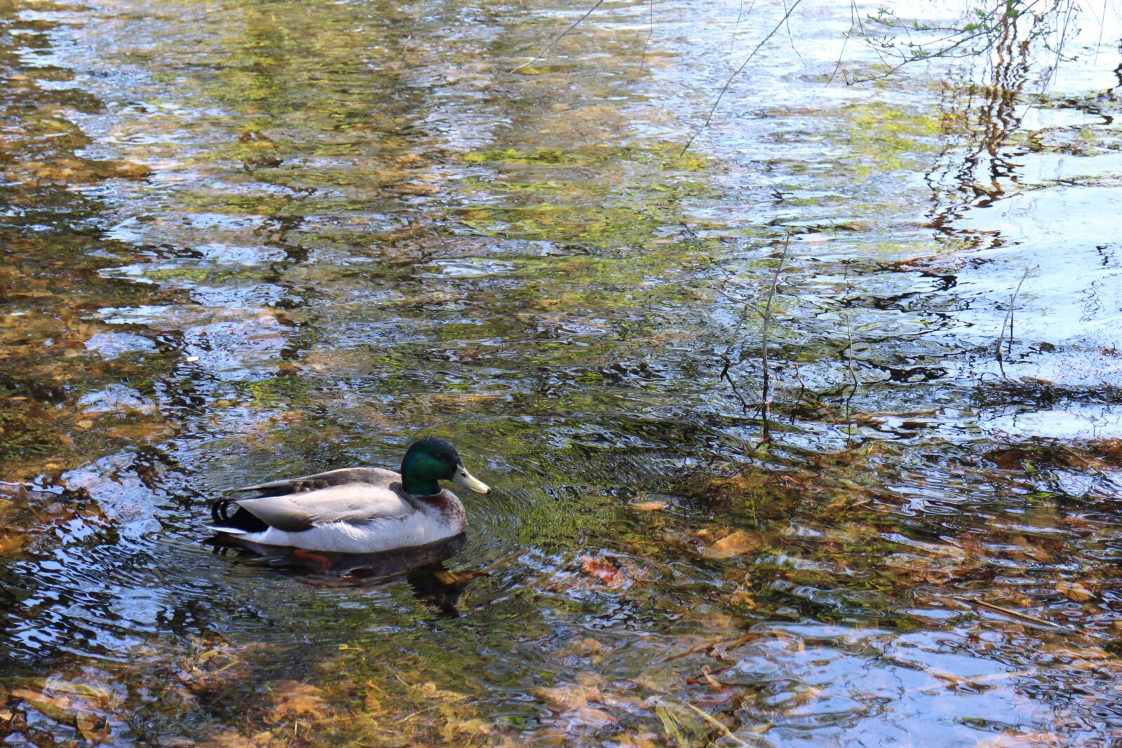 Canon EOS M2 sample photo. Pet, the water, reflection photography