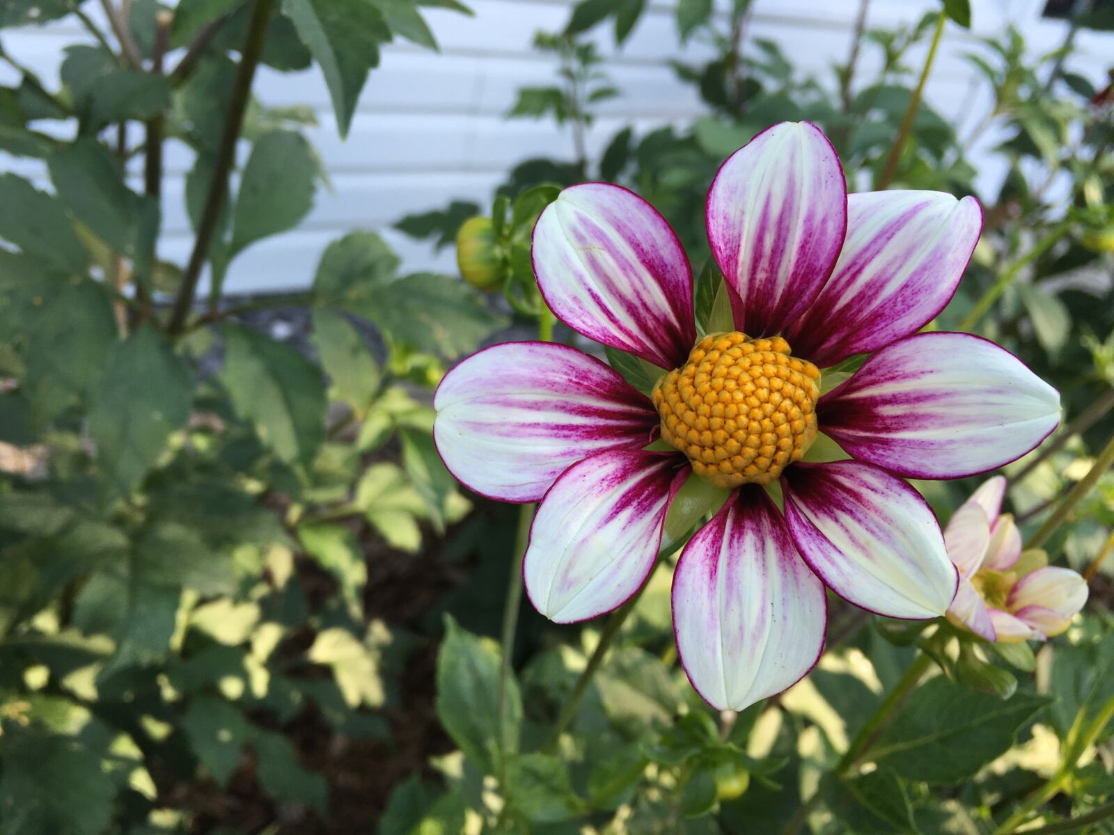Apple iPhone 6s Plus sample photo. Dahlia, mii tai, purple photography