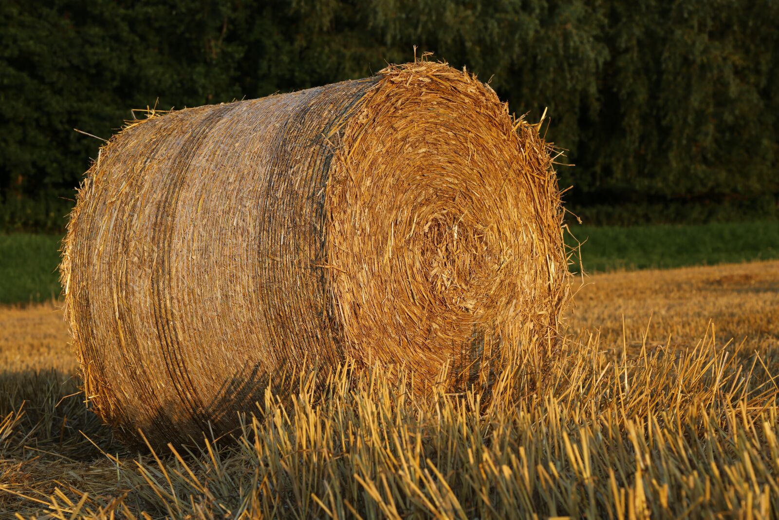 Canon EF 24-105mm F4L IS USM sample photo. Straw, bale, agriculture photography
