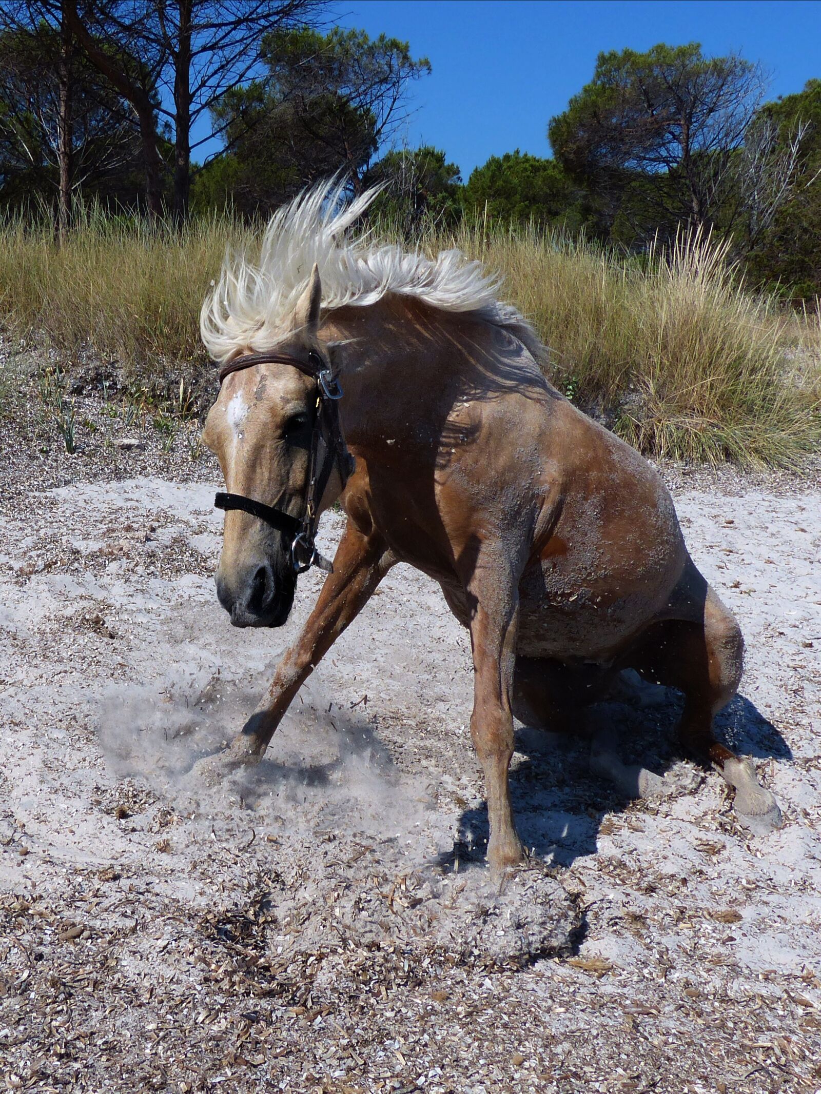 Panasonic Lumix DMC-FZ200 sample photo. Horse, sitting, beach photography