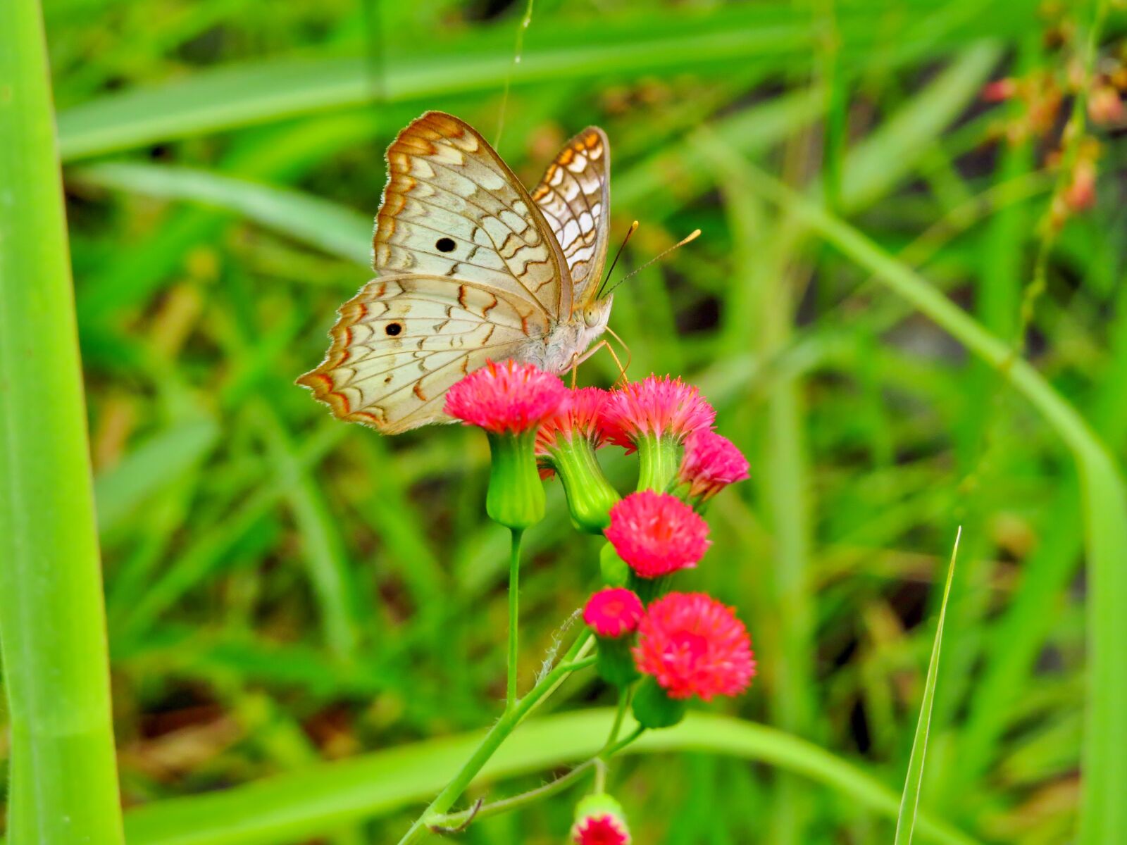 Canon PowerShot SX50 HS sample photo. Butterfly, flower, nature photography