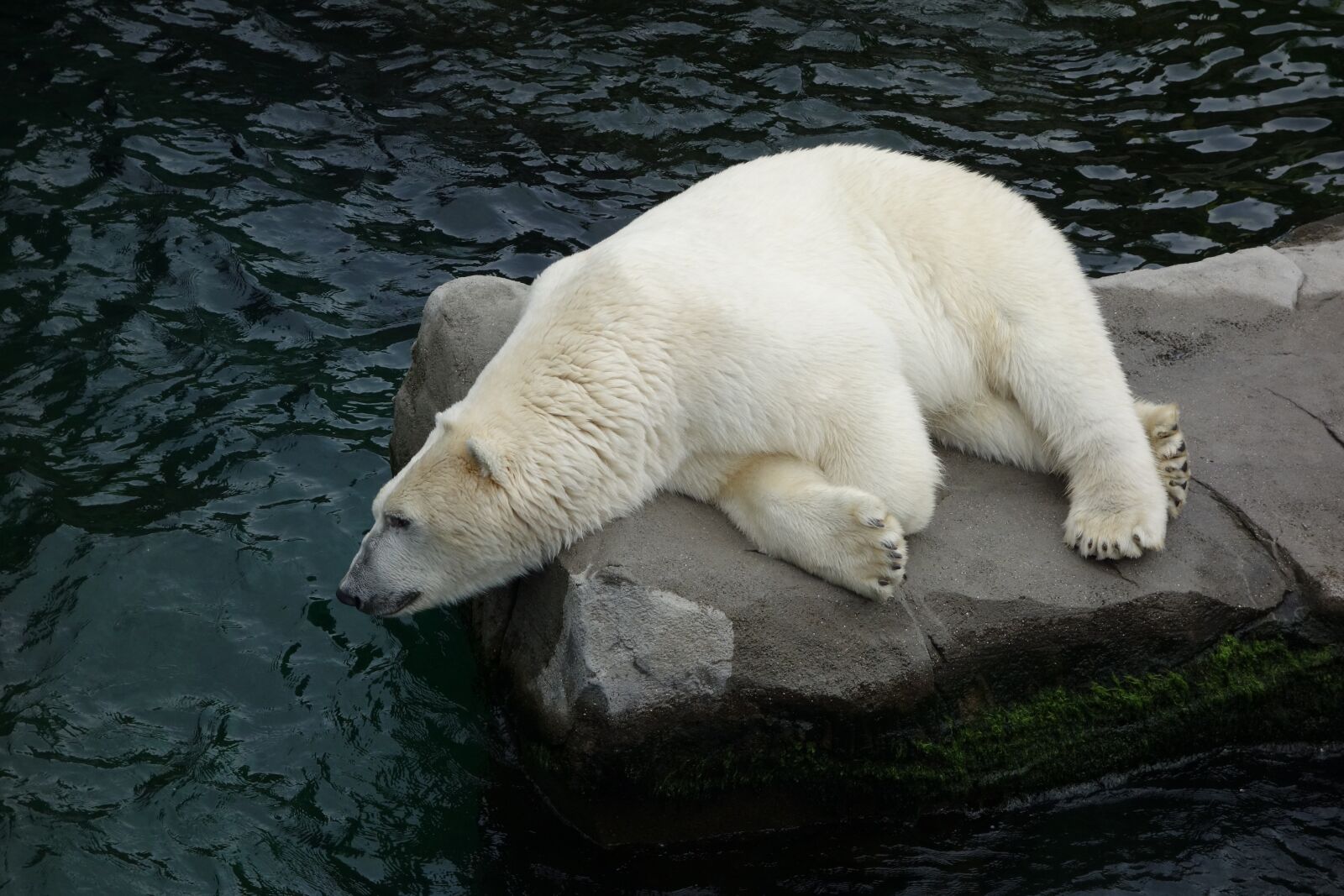Sony Cyber-shot DSC-RX100 sample photo. Polar bear, bear, predator photography