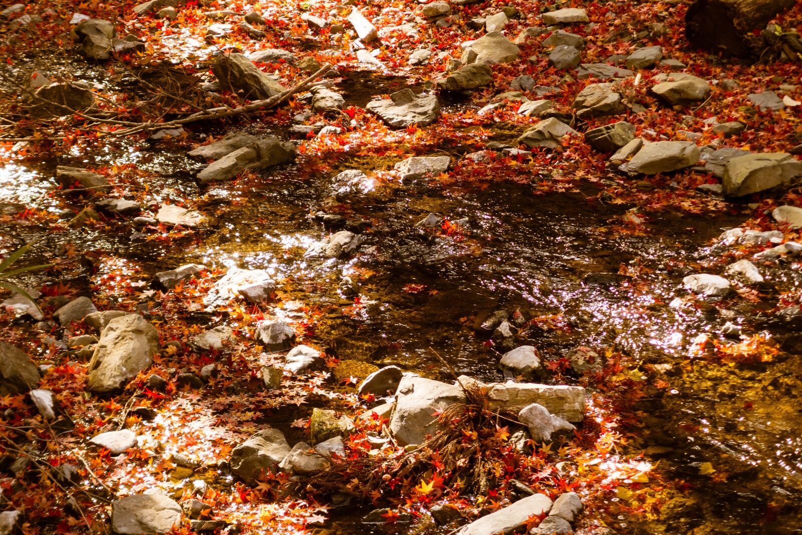 PENTAX RICOH IMAGING PENTAX MX-1 sample photo. Natural, landscape, autumnal leaves photography