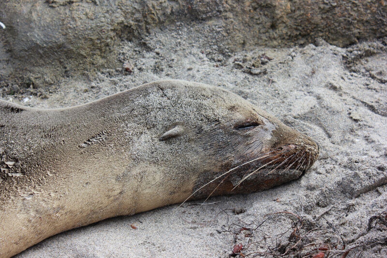 Canon EOS 600D (Rebel EOS T3i / EOS Kiss X5) sample photo. Sea wolf, seal, aquatic photography