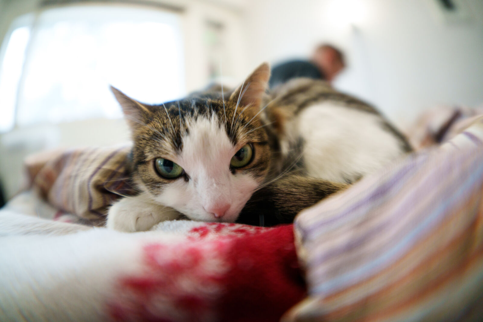 Sigma 15mm F1.4 DG DN Diagonal Fisheye Art sample photo. Wide stare of the photography