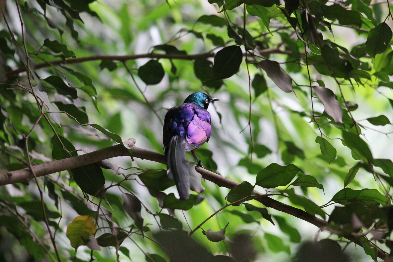 Canon EF 75-300mm f/4-5.6 sample photo. Zoo, safari, dvur kralove photography