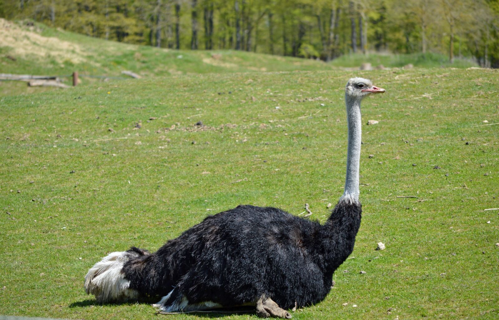 Nikon D3200 sample photo. Ostrich, bird, zoo photography