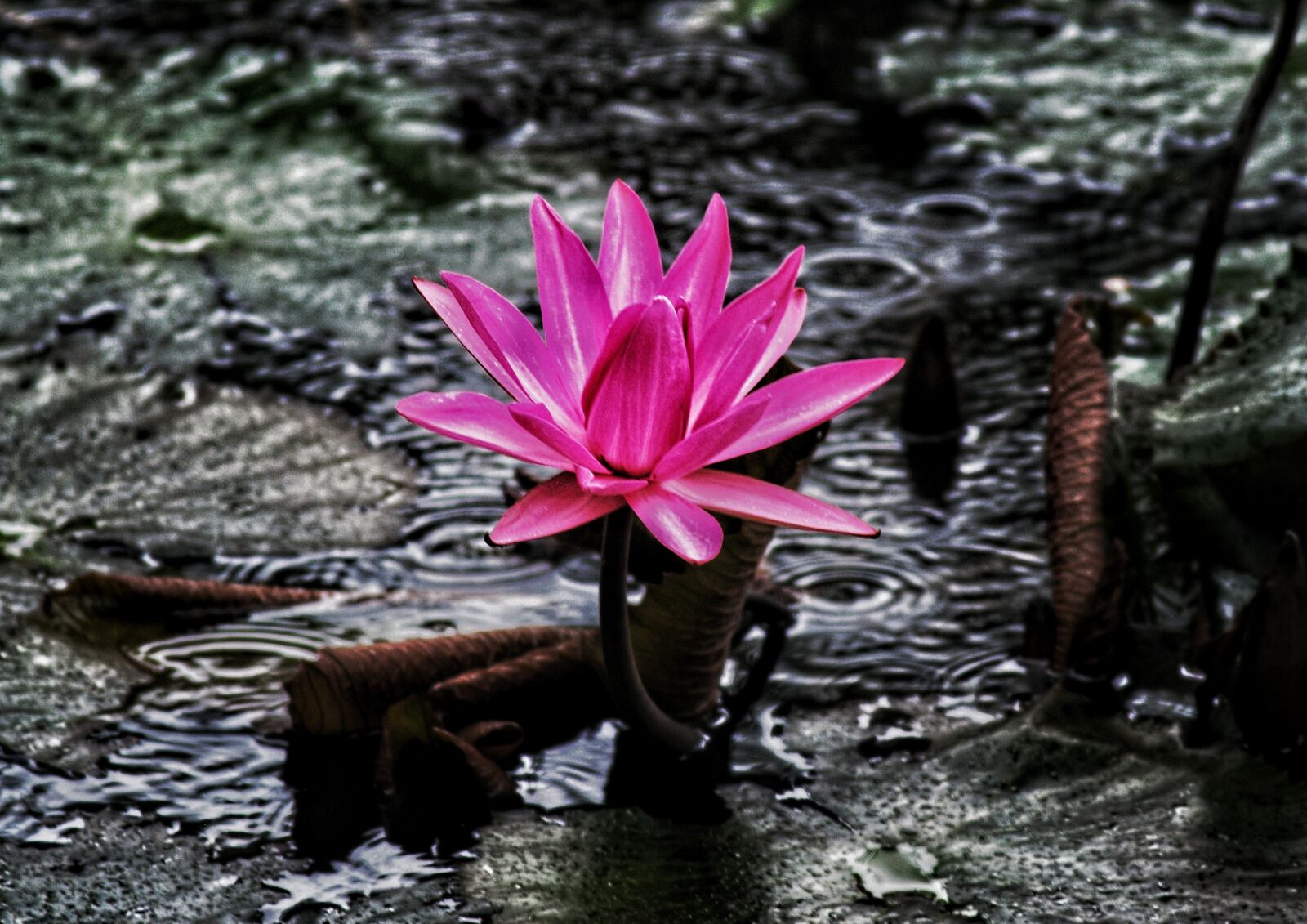 Nikon D80 sample photo. Flower, lily, water photography